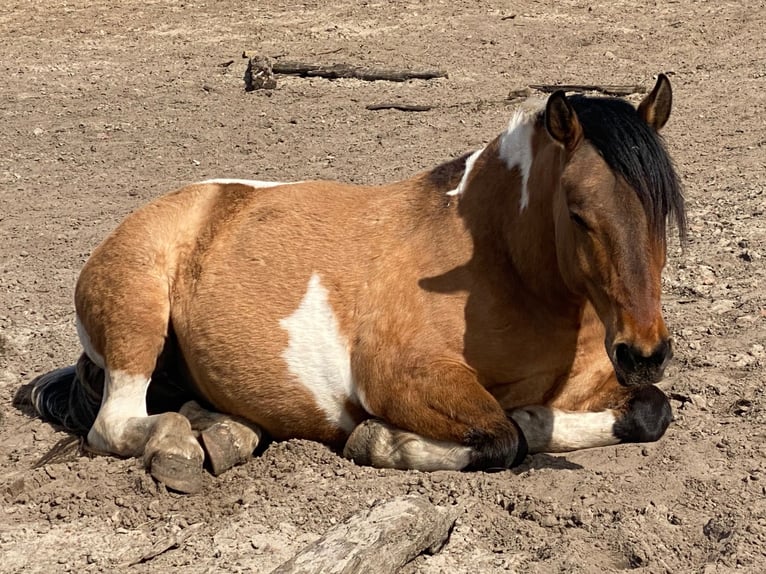 American Paint Horse Mix Wałach 4 lat 149 cm Tobiano wszelkich maści in Oberkrämer