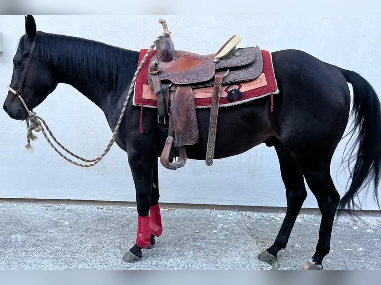 American Paint Horse Wałach 4 lat 150 cm Ciemnogniada in Wasserburg am Inn