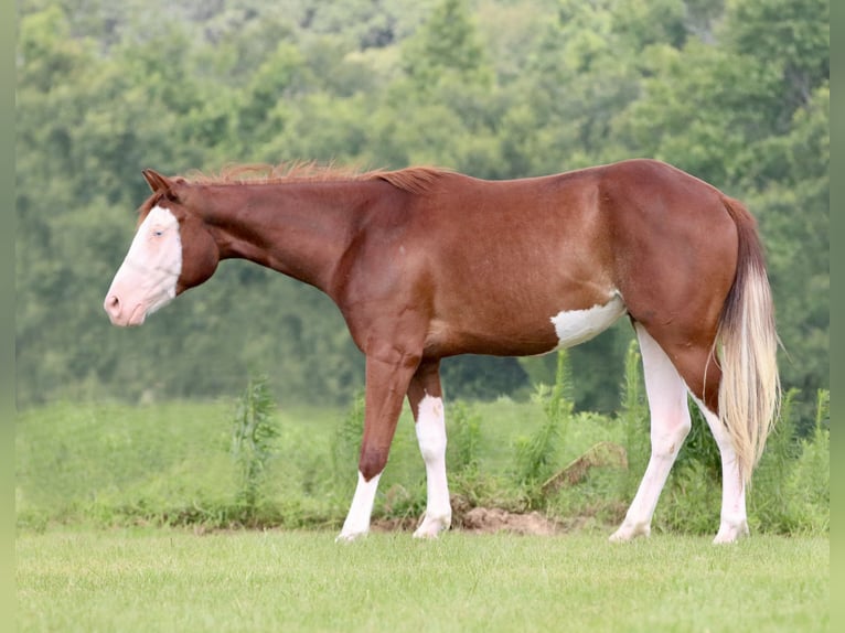American Paint Horse Wałach 4 lat 150 cm Cisawa in Athens