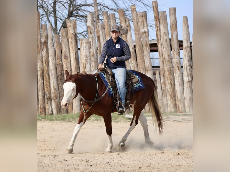 American Paint Horse Wałach 4 lat 150 cm Cisawa in Athens