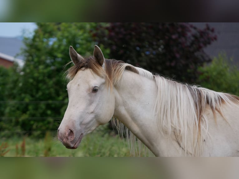 American Paint Horse Wałach 4 lat 150 cm Szampańska in Bremervörde