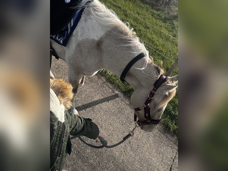 American Paint Horse Wałach 4 lat 150 cm Szampańska in Trochtelfingen