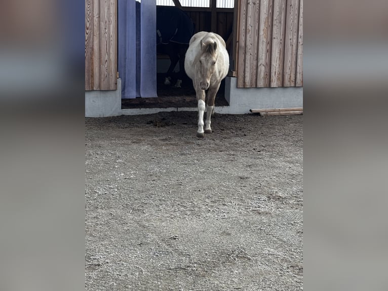 American Paint Horse Wałach 4 lat 150 cm Szampańska in Trochtelfingen