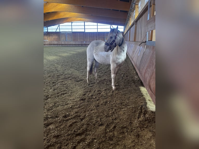 American Paint Horse Wałach 4 lat 150 cm Szampańska in Trochtelfingen