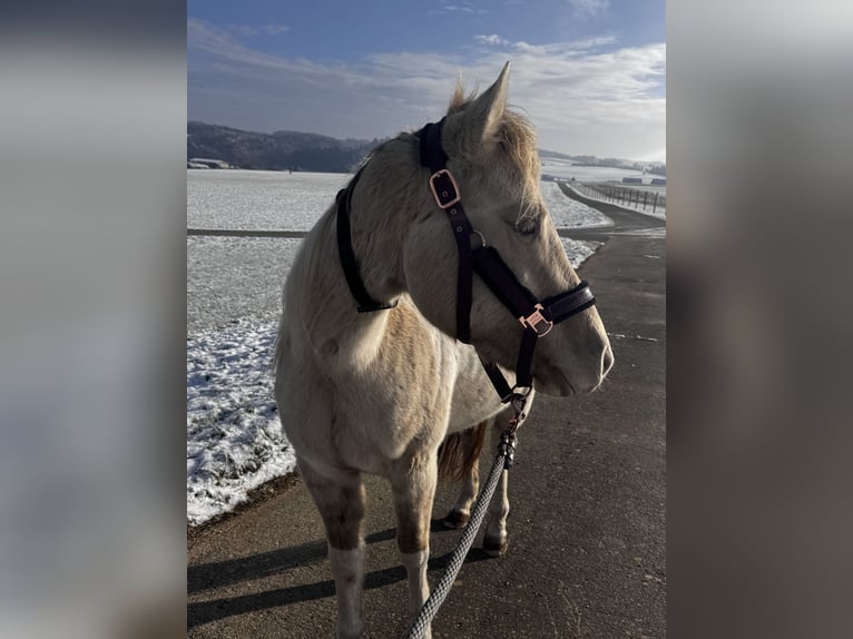 American Paint Horse Wałach 4 lat 150 cm Szampańska in Trochtelfingen