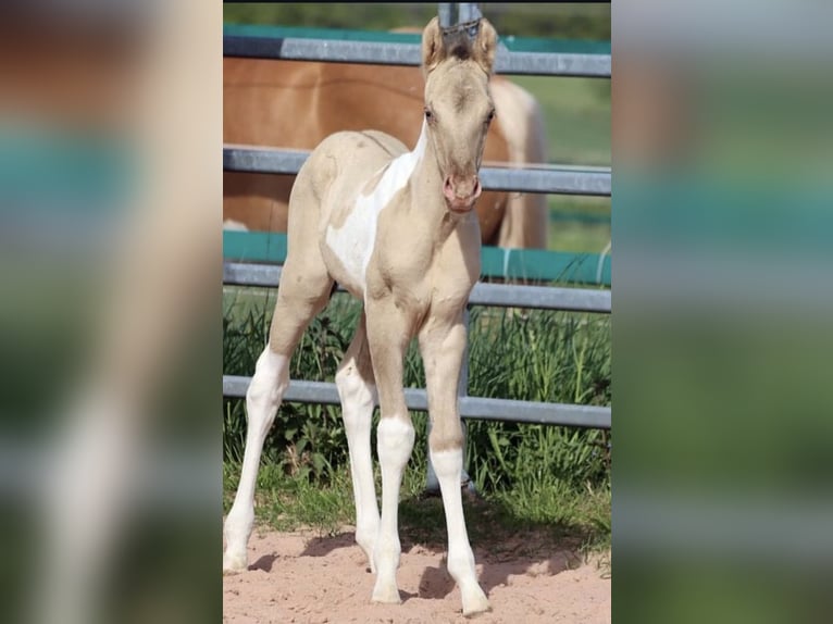 American Paint Horse Wałach 4 lat 150 cm Szampańska in Trochtelfingen