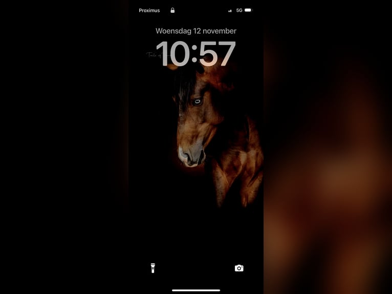 American Paint Horse Wałach 4 lat 151 cm Ciemnogniada in Geel