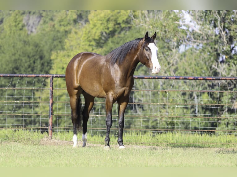 American Paint Horse Wałach 4 lat 152 cm Gniada in Athens