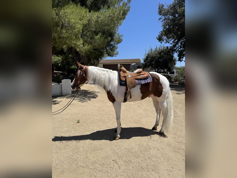 American Paint Horse Wałach 4 lat 152 cm Overo wszelkich maści in Murrieta