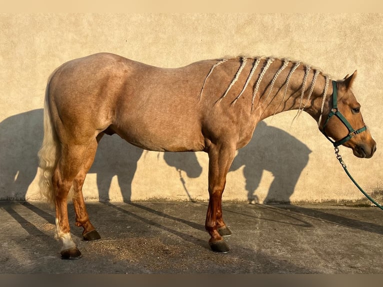 American Paint Horse Wałach 4 lat 153 cm Izabelowata in Croci Di Calenzano