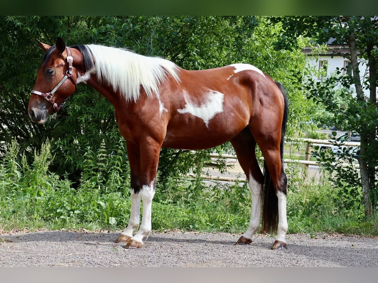 American Paint Horse Wałach 4 lat 153 cm Srokata in BETTELDORDF
