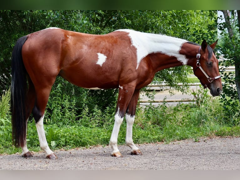 American Paint Horse Wałach 4 lat 153 cm Srokata in BETTELDORDF