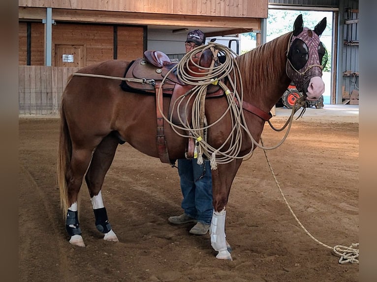 American Paint Horse Wałach 4 lat 154 cm Kasztanowata in Zülpich