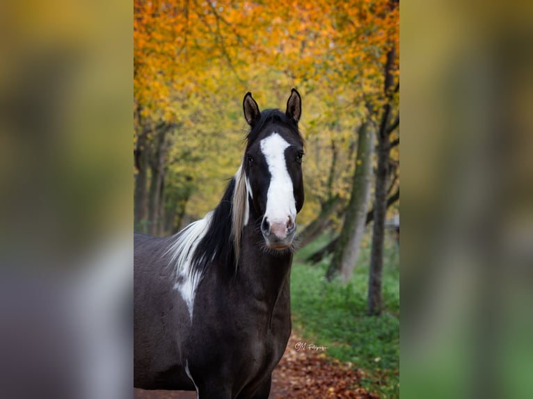 American Paint Horse Wałach 4 lat 155 cm Grullo in Amsterdam