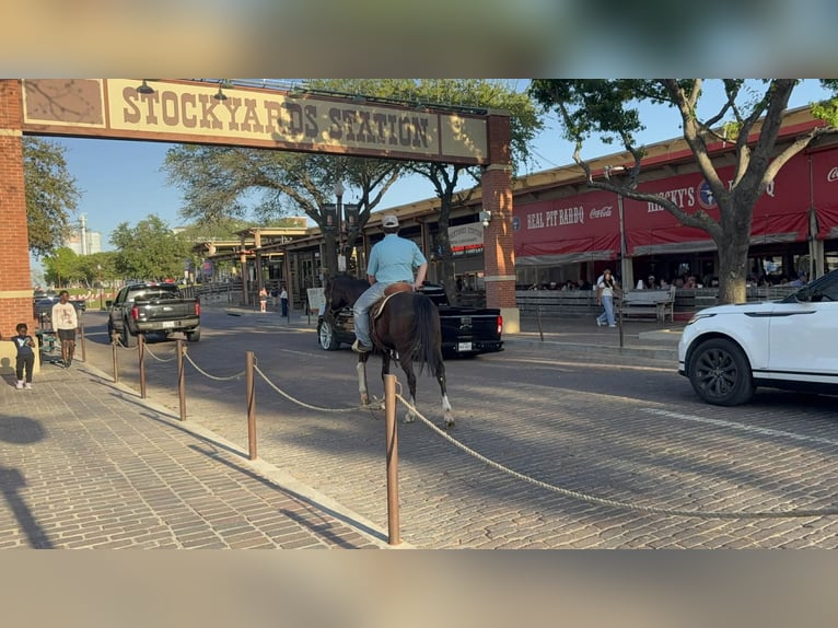 American Paint Horse Wałach 4 lat 155 cm Kara in Poolville