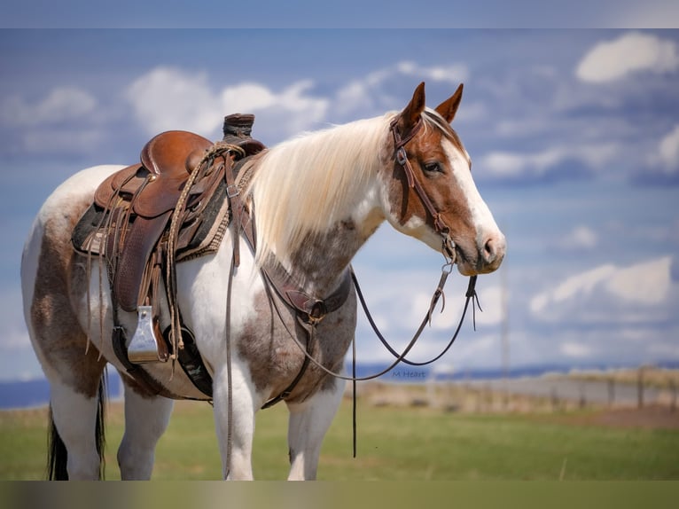 American Paint Horse Wałach 4 lat 155 cm Srokata in Saint Anthony