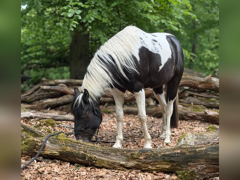 American Paint Horse Wałach 4 lat 155 cm Tobiano wszelkich maści in Asendorf
