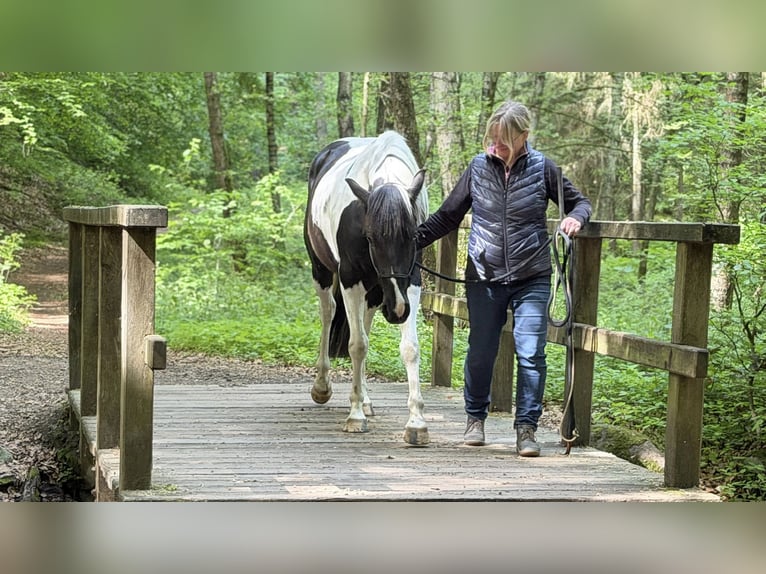 American Paint Horse Wałach 4 lat 155 cm Tobiano wszelkich maści in Asendorf