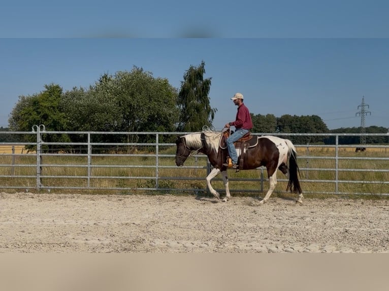 American Paint Horse Wałach 4 lat 155 cm Tobiano wszelkich maści in Asendorf