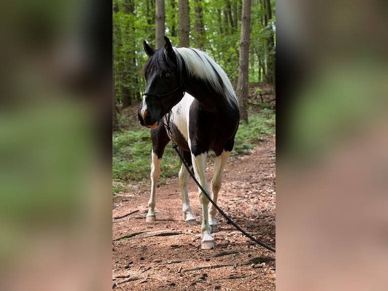 American Paint Horse Wałach 4 lat 155 cm Tobiano wszelkich maści in Asendorf