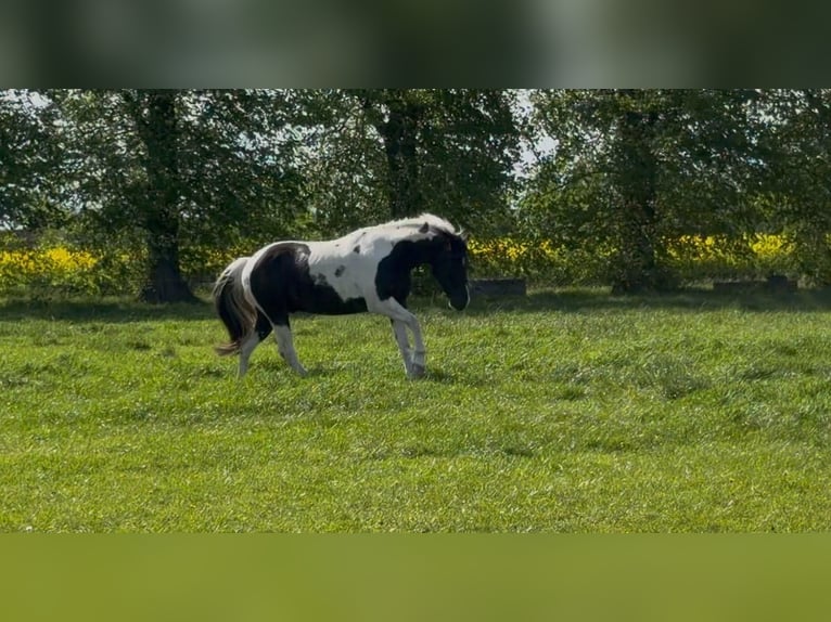 American Paint Horse Wałach 4 lat 155 cm Tobiano wszelkich maści in Asendorf
