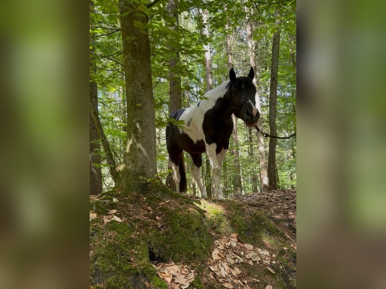 American Paint Horse Wałach 4 lat 155 cm Tobiano wszelkich maści in Asendorf