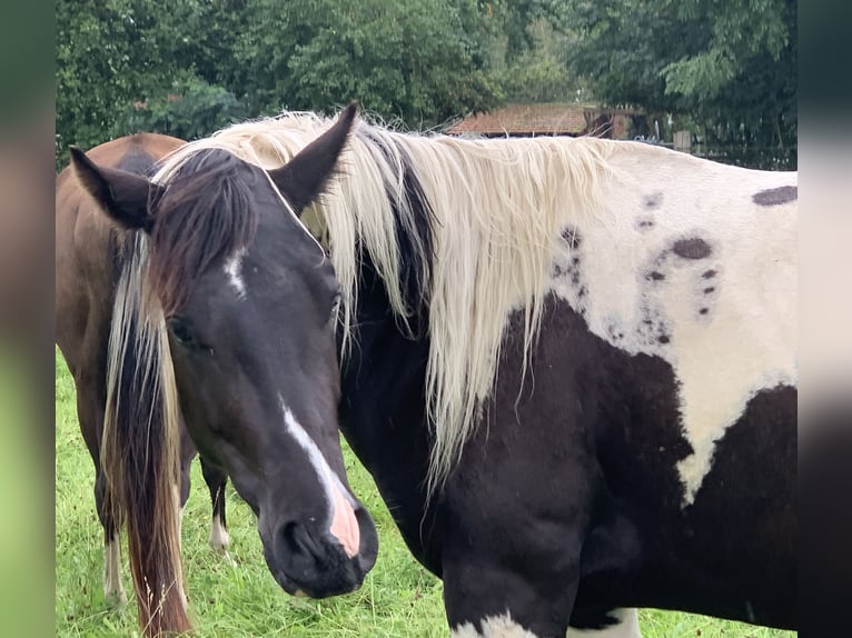 American Paint Horse Wałach 4 lat 155 cm Tobiano wszelkich maści in Asendorf