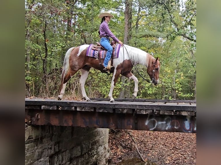 American Paint Horse Wałach 4 lat 157 cm Tobiano wszelkich maści in Robards