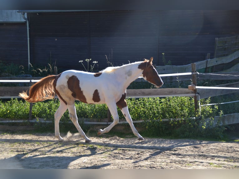 American Paint Horse Wałach 4 lat 158 cm Srokata in Bonefeld
