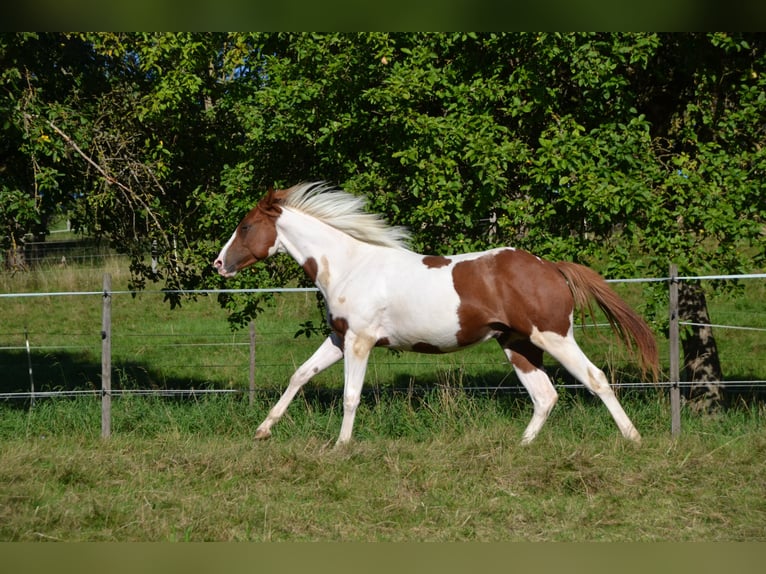 American Paint Horse Wałach 4 lat 158 cm Srokata in Bonefeld
