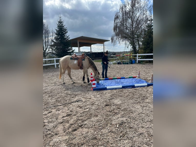 American Paint Horse Wałach 4 lat 158 cm Szampańska in Remseck am Neckar