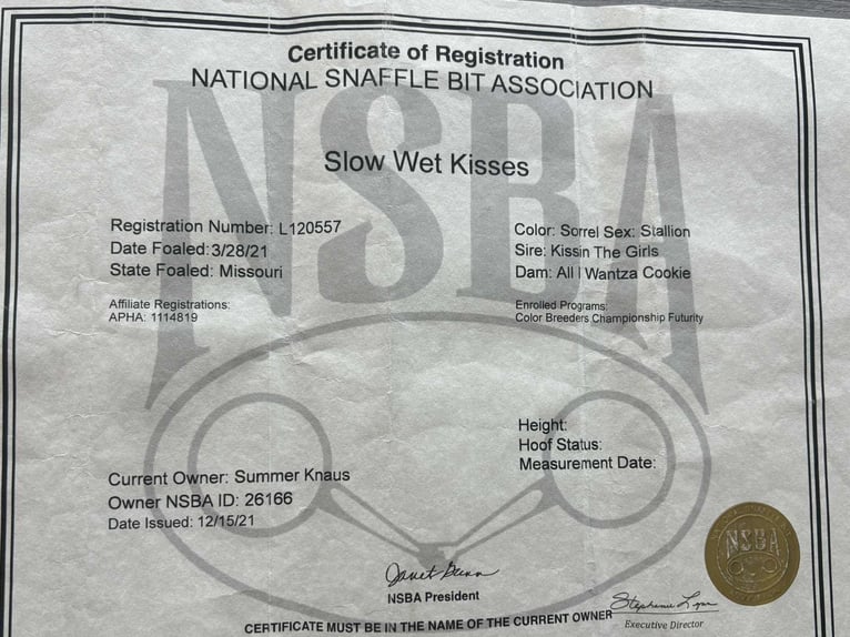 American Paint Horse Wałach 4 lat 160 cm Ciemnokasztanowata in rusk TX