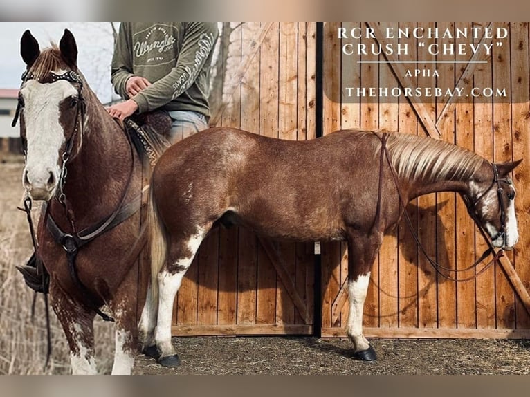 American Paint Horse Wałach 4 lat 165 cm Cisawa in Fort Collins, CO