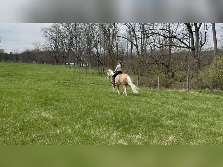 American Paint Horse Wałach 4 lat Izabelowata in Grantville, PA