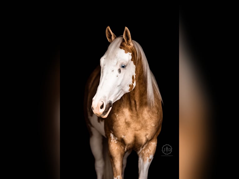 American Paint Horse Wałach 4 lat Izabelowata in Grantville, PA