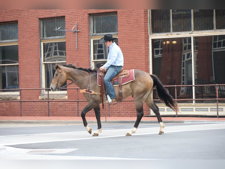 American Paint Horse Wałach 4 lat Jelenia in Ripley