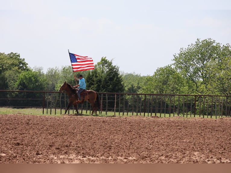 American Paint Horse Wałach 4 lat Jelenia in Ripley