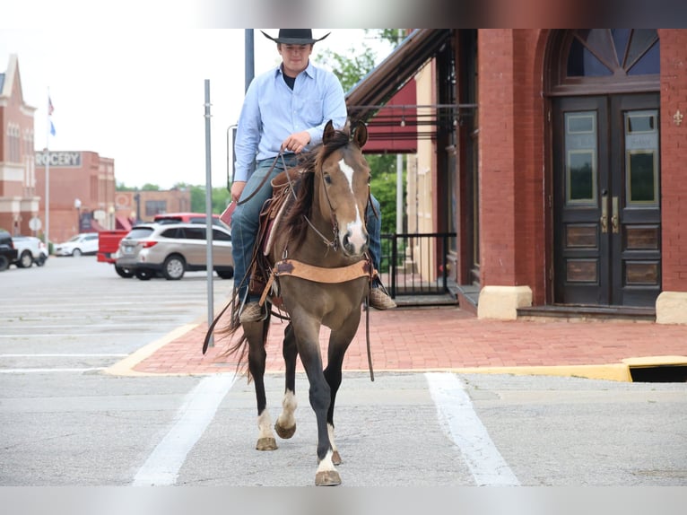 American Paint Horse Wałach 4 lat Jelenia in Ripley