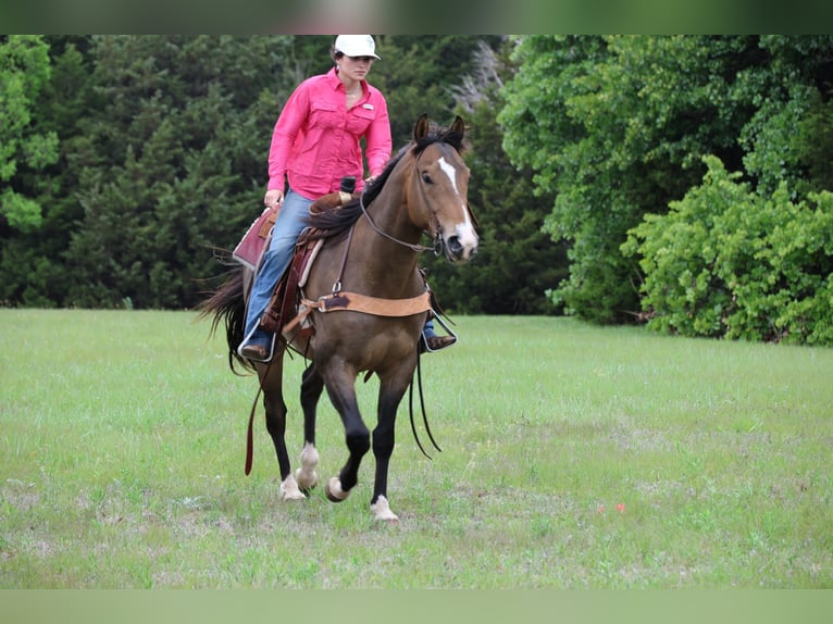American Paint Horse Wałach 4 lat Jelenia in Ripley