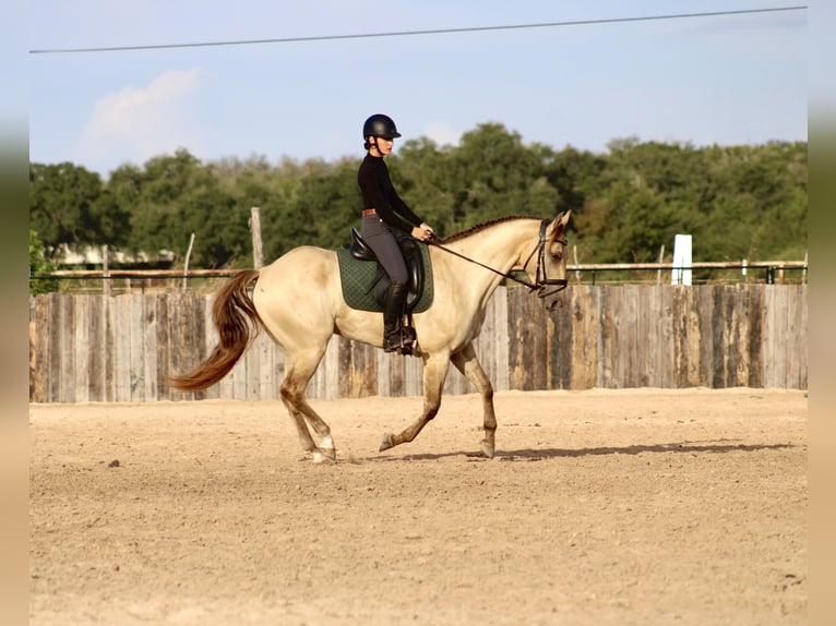 American Paint Horse Wałach 4 lat Szampańska in Killeen