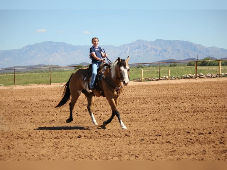 American Paint Horse Wałach 4 lat Tobiano wszelkich maści in Marana