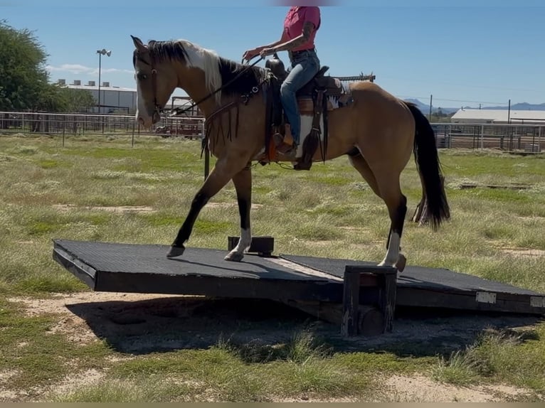 American Paint Horse Wałach 4 lat Tobiano wszelkich maści in Marana