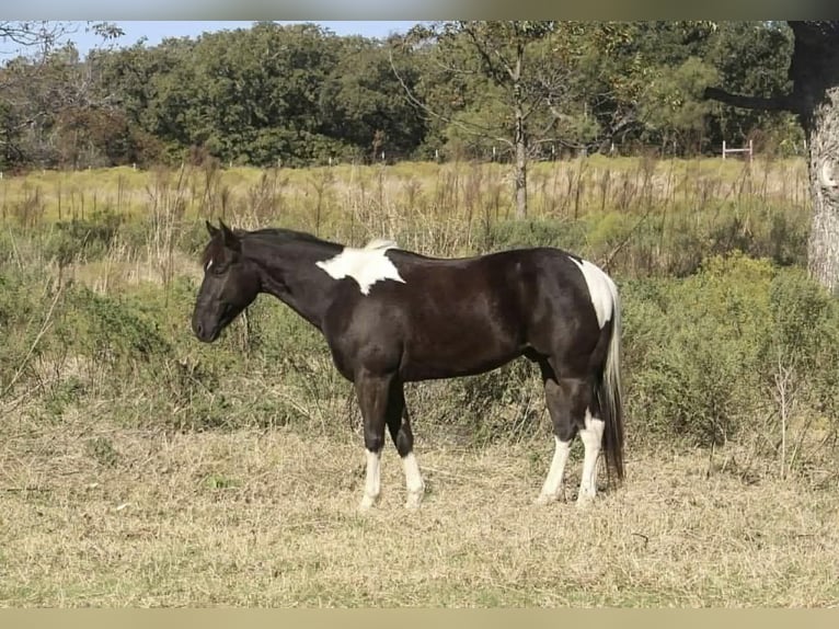 American Paint Horse Wałach 5 lat 142 cm Tobiano wszelkich maści in Poolville