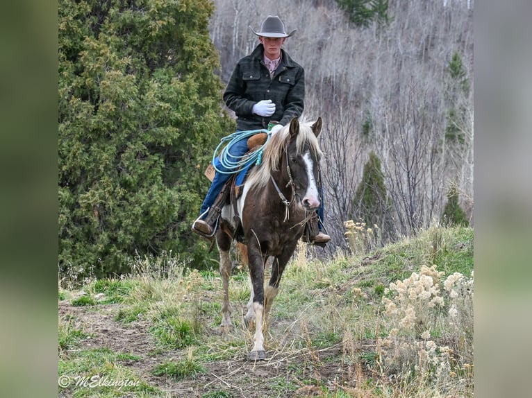 American Paint Horse Wałach 5 lat 147 cm Srokata in Rigby