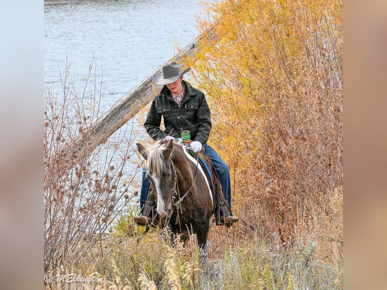 American Paint Horse Wałach 5 lat 147 cm Srokata in Rigby