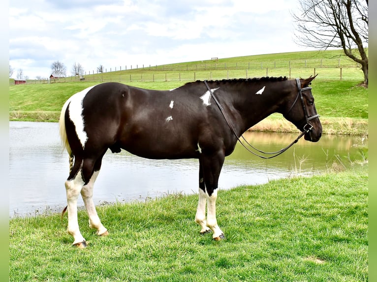 American Paint Horse Wałach 5 lat 150 cm Srokata in Fresno