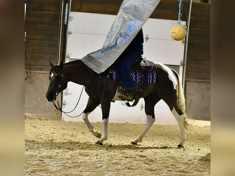 American Paint Horse Wałach 5 lat 150 cm Srokata in Fresno