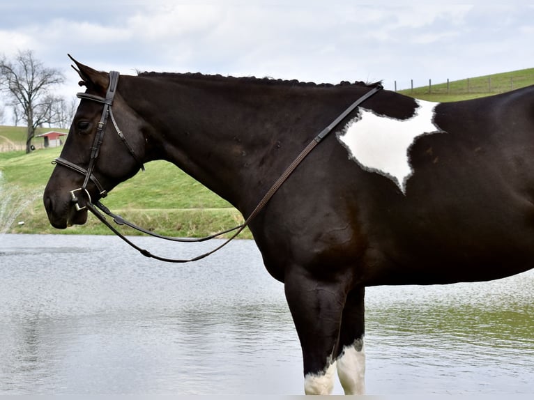 American Paint Horse Wałach 5 lat 150 cm Srokata in Fresno