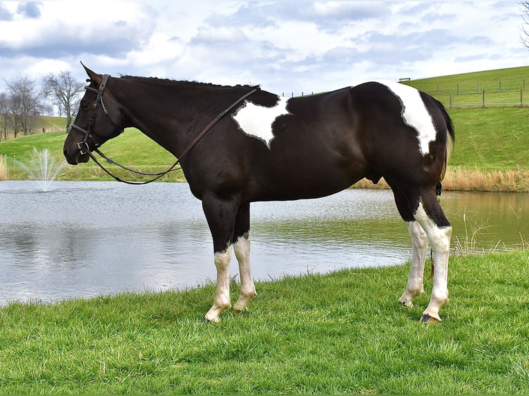 American Paint Horse Wałach 5 lat 150 cm Srokata in Fresno