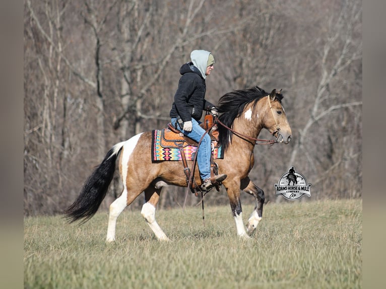 American Paint Horse Mix Wałach 5 lat 150 cm Srokata in Mount Vernon